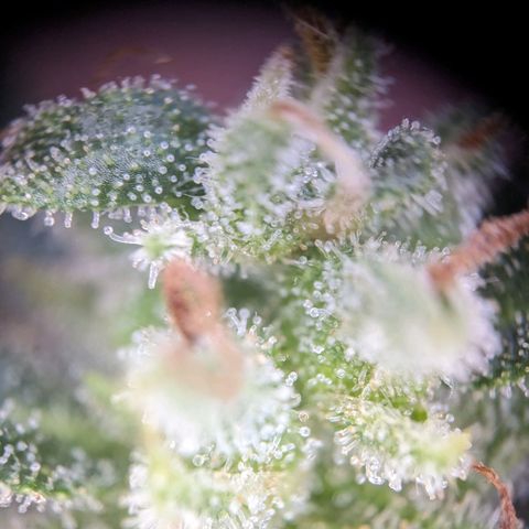 Sensi Amnesia Automatic growlog photo: Die Damen sind nun fertig 