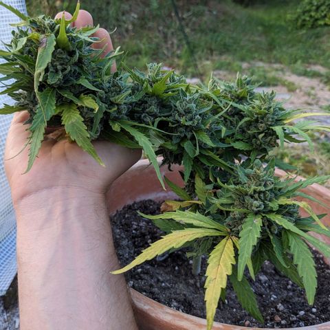 Sensi Amnesia Automatic growlog photo: Die Damen sind nun fertig 