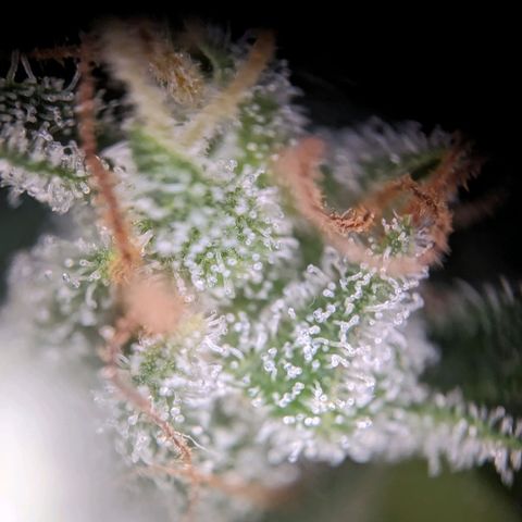 Sensi Amnesia Automatic growlog photo: Die Damen sind nun fertig 