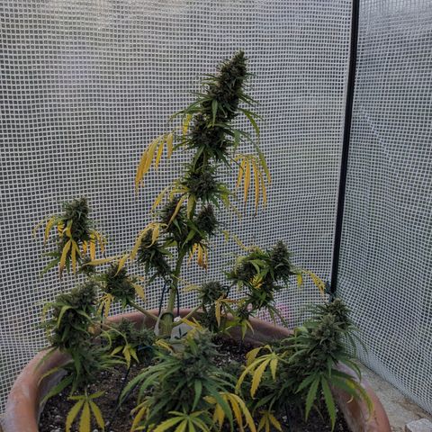 Sensi Amnesia Automatic growlog photo: Die Damen sind nun fertig 