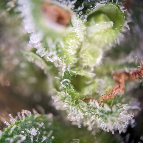 Sensi Amnesia Automatic growlog photo: Die Damen sind nun fertig 