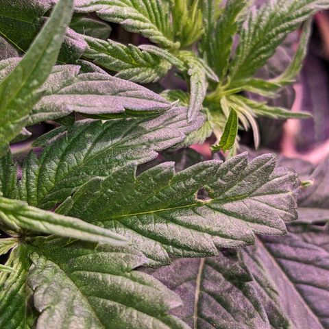 Pink Mist Scrog + Mainlining growlog photo: Habe auf 1 Blatt ein kleines Loch gefunden. Habe es gründlich untersucht, aber nichts gefunden, was auf Schädlinge hinweist. 
Vermutlich durch mechanischen Einfluss durch umtopfen oder ähnliches passiert. Ich werde es weiterhin beobachten 
