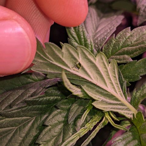 Pink Mist Scrog + Mainlining growlog photo: Habe auf 1 Blatt ein kleines Loch gefunden. Habe es gründlich untersucht, aber nichts gefunden, was auf Schädlinge hinweist. 
Vermutlich durch mechanischen Einfluss durch umtopfen oder ähnliches passiert. Ich werde es weiterhin beobachten 