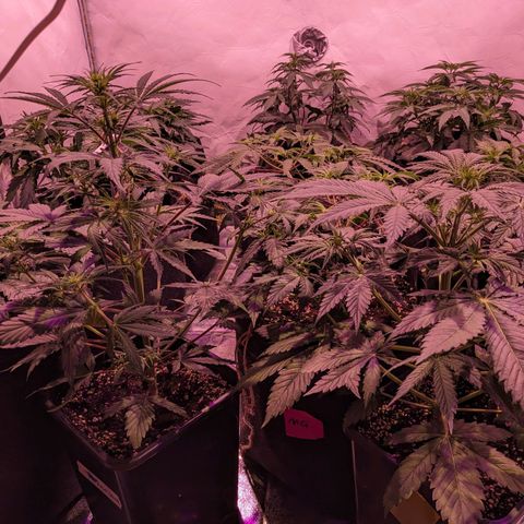 Pink Mist Scrog + Mainlining growlog photo: Habe auf 1 Blatt ein kleines Loch gefunden. Habe es gründlich untersucht, aber nichts gefunden, was auf Schädlinge hinweist. 
Vermutlich durch mechanischen Einfluss durch umtopfen oder ähnliches passiert. Ich werde es weiterhin beobachten 