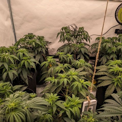 Pink Mist Scrog + Mainlining growlog timeline photo