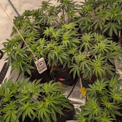 Pink Mist Scrog + Mainlining growlog photo: Sie nehzlangsam Form an. 
Ich möchte noch etwas sie Seitentriebe formen lassen, bevor ich das Netz anbringe.
