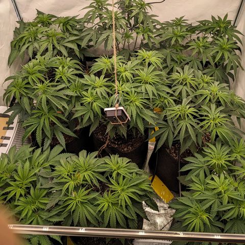 Pink Mist Scrog + Mainlining growlog photo: Blumat in Action der 2. Tag. Bis jetzt sieht alles gut aus. 
Der Rand am Stofftopf ist etwas trocken, was aber gut ist für die Sauerstoffzufuhr.
Weiterhin die Wassergabe beobachten 