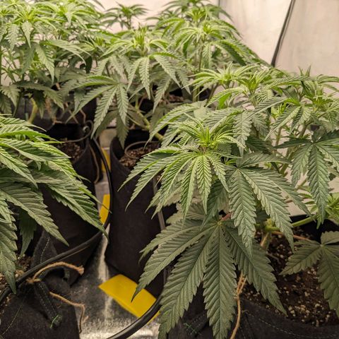 Pink Mist Scrog + Mainlining growlog photo: Blumat in Action der 2. Tag. Bis jetzt sieht alles gut aus. 
Der Rand am Stofftopf ist etwas trocken, was aber gut ist für die Sauerstoffzufuhr.
Weiterhin die Wassergabe beobachten 