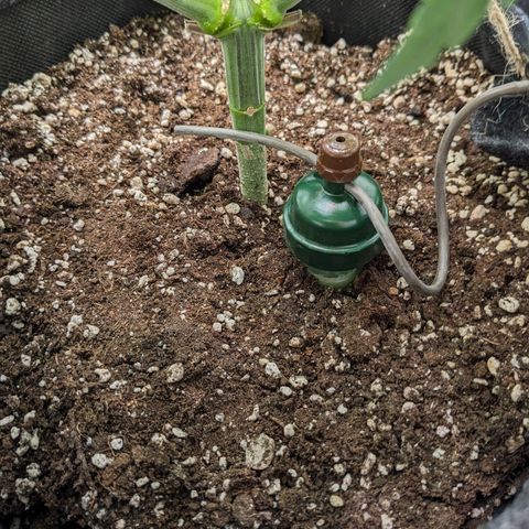 Pink Mist Scrog + Mainlining growlog photo: Blumat in Action der 2. Tag. Bis jetzt sieht alles gut aus. 
Der Rand am Stofftopf ist etwas trocken, was aber gut ist für die Sauerstoffzufuhr.
Weiterhin die Wassergabe beobachten 