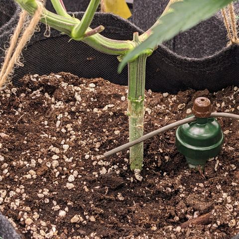 Pink Mist Scrog + Mainlining growlog photo: Blumat in Action der 2. Tag. Bis jetzt sieht alles gut aus. 
Der Rand am Stofftopf ist etwas trocken, was aber gut ist für die Sauerstoffzufuhr.
Weiterhin die Wassergabe beobachten 