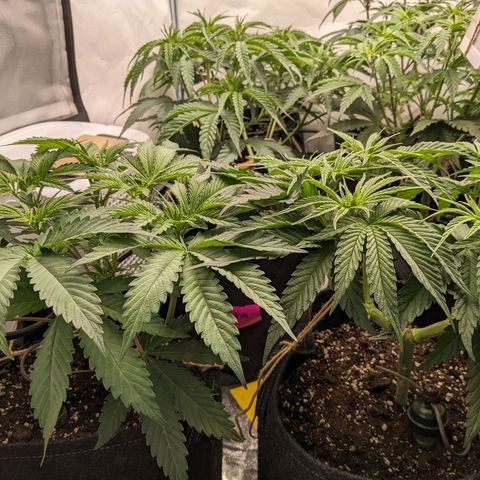 Pink Mist Scrog + Mainlining growlog photo: Blumat in Action der 2. Tag. Bis jetzt sieht alles gut aus. 
Der Rand am Stofftopf ist etwas trocken, was aber gut ist für die Sauerstoffzufuhr.
Weiterhin die Wassergabe beobachten 