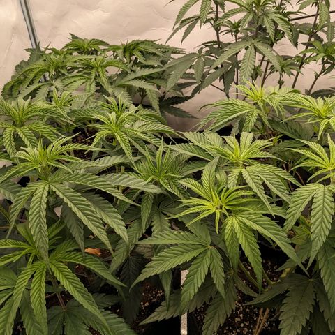 Pink Mist Scrog + Mainlining growlog photo: Blumat in Action der 2. Tag. Bis jetzt sieht alles gut aus. 
Der Rand am Stofftopf ist etwas trocken, was aber gut ist für die Sauerstoffzufuhr.
Weiterhin die Wassergabe beobachten 