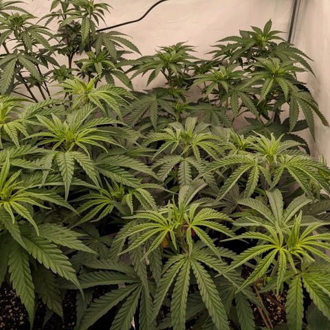 Pink Mist Scrog + Mainlining growlog photo: Blumat in Action der 2. Tag. Bis jetzt sieht alles gut aus. 
Der Rand am Stofftopf ist etwas trocken, was aber gut ist für die Sauerstoffzufuhr.
Weiterhin die Wassergabe beobachten 