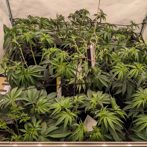 Pink Mist Scrog + Mainlining growlog photo: Scrog Netz würde angebracht 