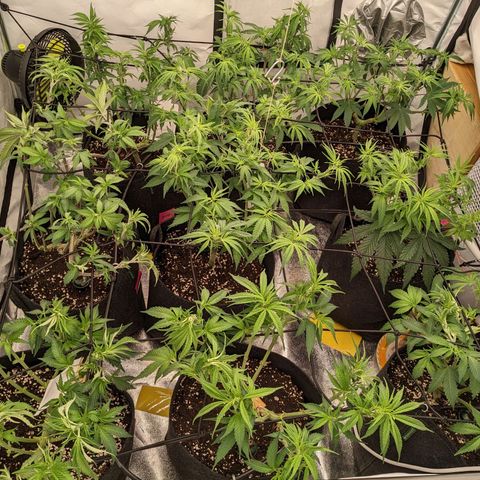Pink Mist Scrog + Mainlining growlog photo: Nach Beschneidung der unterentwickelten Triebe und Defolierung