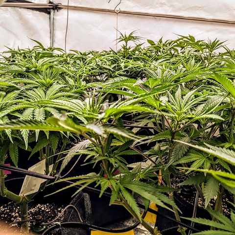 Pink Mist Scrog + Mainlining growlog timeline photo
