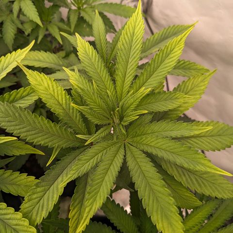 Pink Mist Scrog + Mainlining growlog photo: Ich habe helle stellen an den Blättern gefunden. Wahrscheinlich ein Zeichen für Mangel an Calcium und Magnesium. 
Ich habe mit Bio bizz gegossen und Versuche alle 2-3 Tage auch die Ränder, die der Tropfblumat nicht so gut erreichen kann per Hand gut zu gießen 