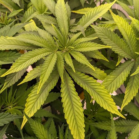 Pink Mist Scrog + Mainlining growlog photo: Ich habe helle stellen an den Blättern gefunden. Wahrscheinlich ein Zeichen für Mangel an Calcium und Magnesium. 
Ich habe mit Bio bizz gegossen und Versuche alle 2-3 Tage auch die Ränder, die der Tropfblumat nicht so gut erreichen kann per Hand gut zu gießen 