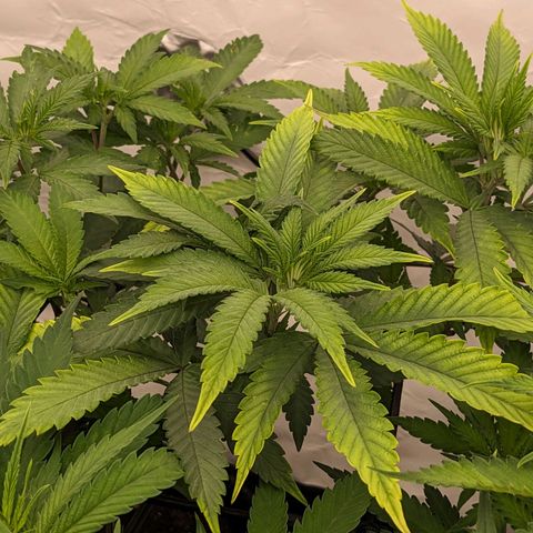 Pink Mist Scrog + Mainlining growlog photo: Ich habe helle stellen an den Blättern gefunden. Wahrscheinlich ein Zeichen für Mangel an Calcium und Magnesium. 
Ich habe mit Bio bizz gegossen und Versuche alle 2-3 Tage auch die Ränder, die der Tropfblumat nicht so gut erreichen kann per Hand gut zu gießen 