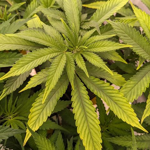 Pink Mist Scrog + Mainlining growlog photo: Ich habe helle stellen an den Blättern gefunden. Wahrscheinlich ein Zeichen für Mangel an Calcium und Magnesium. 
Ich habe mit Bio bizz gegossen und Versuche alle 2-3 Tage auch die Ränder, die der Tropfblumat nicht so gut erreichen kann per Hand gut zu gießen 