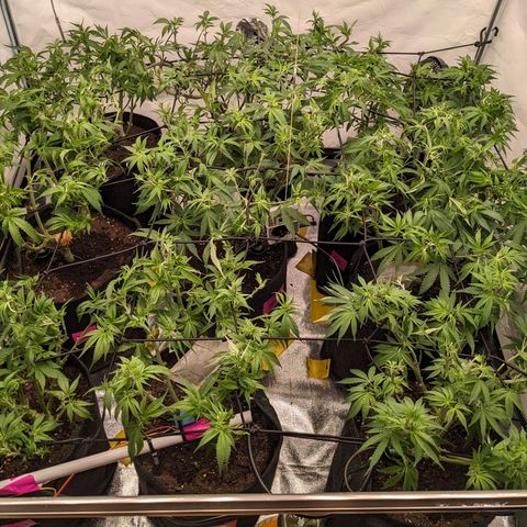 Pink Mist Scrog + Mainlining growlog timeline photo