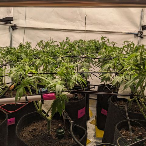 Pink Mist Scrog + Mainlining growlog timeline photo