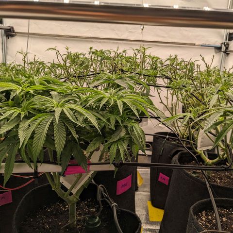 Pink Mist Scrog + Mainlining growlog photo: Die beiden Links habe ich nicht entlaubt, da sie in der Höhe noch aufschließen müssen 