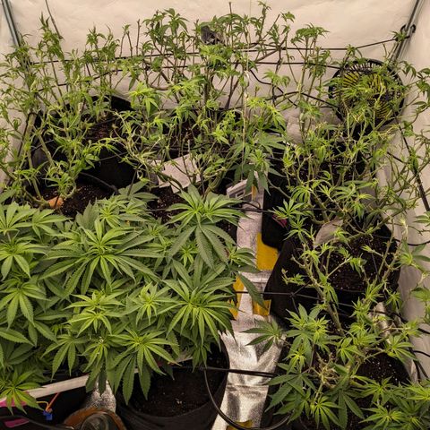 Pink Mist Scrog + Mainlining growlog photo: Die beiden Links habe ich nicht entlaubt, da sie in der Höhe noch aufschließen müssen 