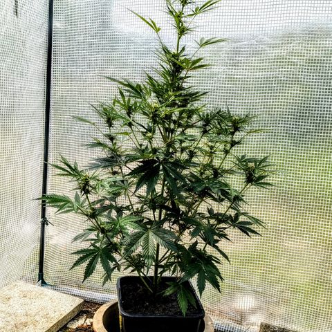 Pink Mist Scrog + Mainlining growlog photo: 64 Tage alt 