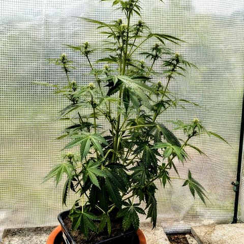 Pink Mist Scrog + Mainlining growlog photo: 64 Tage alt 