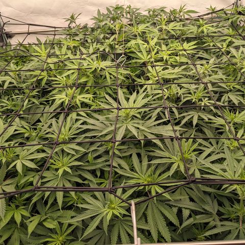 Pink Mist Scrog + Mainlining growlog photo: Ich habe das zweite scrog Netz eingebaut.
Und mit Bio bizz Bloom, top max, acti Vera und Cal mag gegossen 