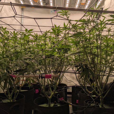 Pink Mist Scrog + Mainlining growlog timeline photo