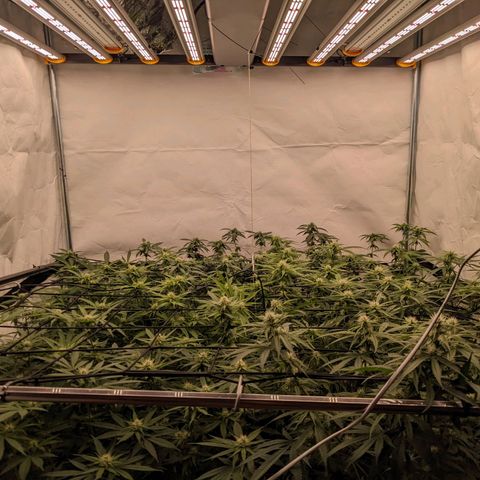 Pink Mist Scrog + Mainlining growlog photo: Der Stretch ist fast vorüber. Gutes beobachten ist nun wichtig, dass keine Zwitter entstehen und stehen bleiben 