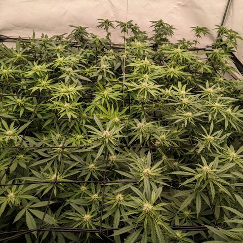 Pink Mist Scrog + Mainlining growlog photo: Der Stretch ist fast vorüber. Gutes beobachten ist nun wichtig, dass keine Zwitter entstehen und stehen bleiben 