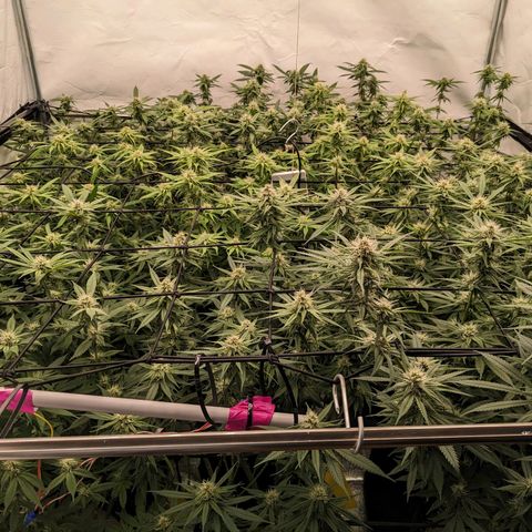 Pink Mist Scrog + Mainlining growlog timeline photo