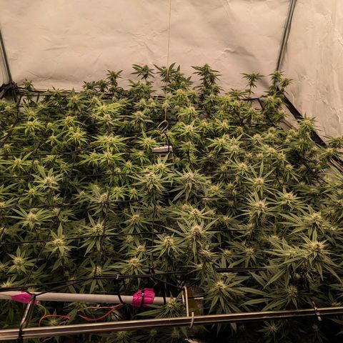 Pink Mist Scrog + Mainlining growlog timeline photo