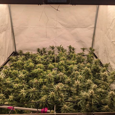 Pink Mist Scrog + Mainlining growlog timeline photo
