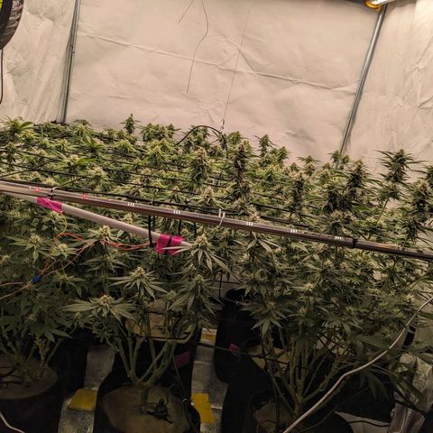 Pink Mist Scrog + Mainlining growlog timeline photo
