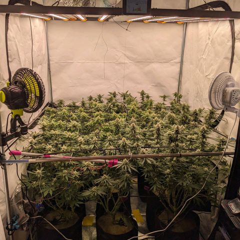 Pink Mist Scrog + Mainlining growlog timeline photo