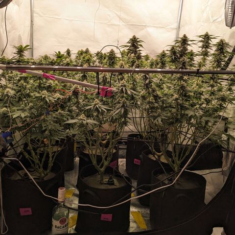 Pink Mist Scrog + Mainlining growlog timeline photo