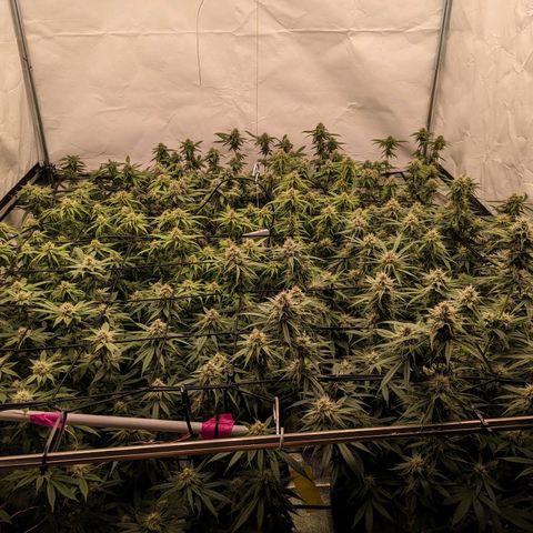 Pink Mist Scrog + Mainlining growlog timeline photo