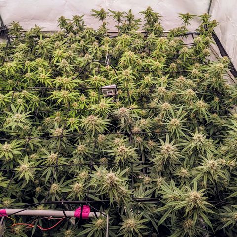 Pink Mist Scrog + Mainlining growlog timeline photo