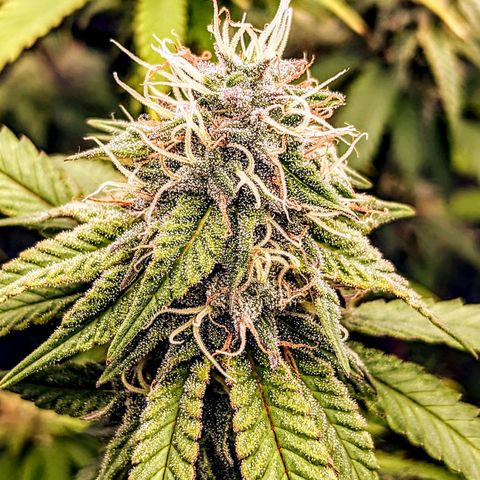 Pink Mist Scrog + Mainlining growlog photo: Ich glaube die Anthocyanin-Bildung beginnt langsam 