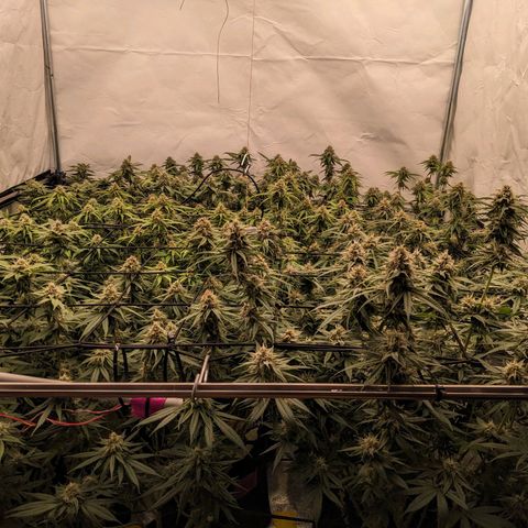 Pink Mist Scrog + Mainlining growlog timeline photo