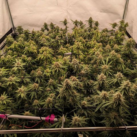 Pink Mist Scrog + Mainlining growlog timeline photo