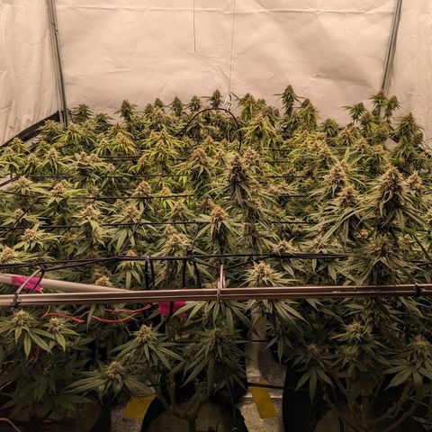 Pink Mist Scrog + Mainlining growlog timeline photo