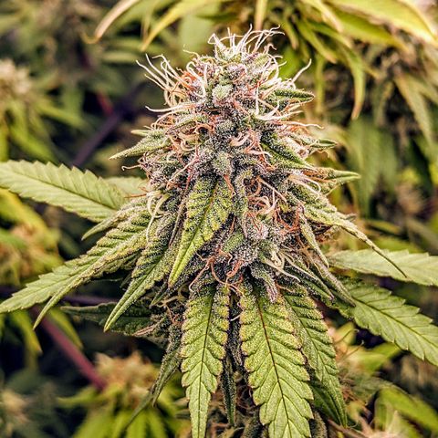 Pink Mist Scrog + Mainlining growlog timeline photo