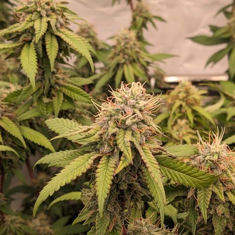 Pink Mist Scrog + Mainlining growlog timeline photo