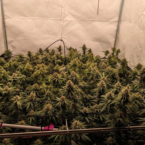 Pink Mist Scrog + Mainlining growlog timeline photo