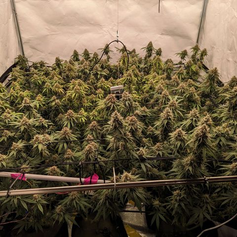 Pink Mist Scrog + Mainlining growlog timeline photo